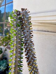 cactus in the garden