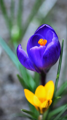 Spring flowers
