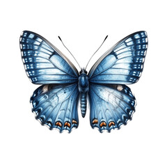 Obraz premium Stunning Blue Butterfly Detailed Wings Nature Insect Art,