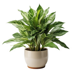 Plant On White Background	