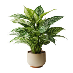 Pot Plant Isolated On White Background	