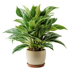 Pot Plant On Transparent Background	