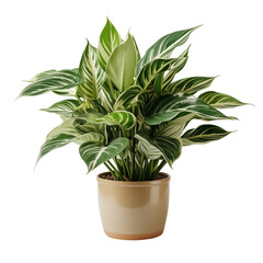 Green Pot Plant On White Background	