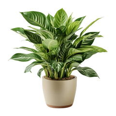 Green Pot Plant Isolated On White Background	