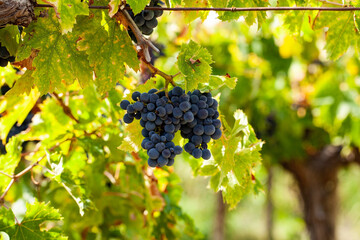 Montepulciano grapes, that are used to make the excellent wine Montepulciano d'Abruzzo( Italy)