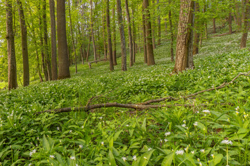 Der Bärlauch blüht