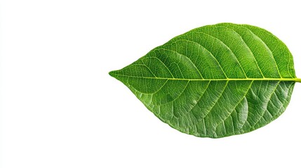 Fototapeta premium Isolated Green Leaf on White Background for Organic and Natural Themes with Fresh Look