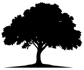 Minimalistic oak tree silhouette on white background, nature concept