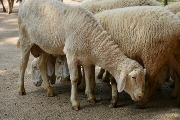 Domestic sheep in the flock. Vietnam.
