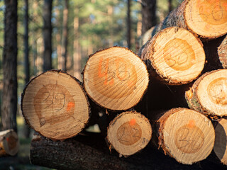 Logs of wood stacked in a pile cut in a coniferous forest. Spring season.