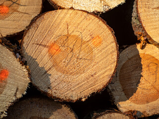 Logs of wood stacked in a pile cut in a coniferous forest. Spring season.