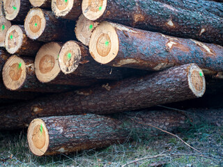 Logs of wood stacked in a pile cut in a coniferous forest. Spring season.