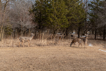 White-tailed Deer And Wild Turkeys Feeding On Corn And Apples Provided For Them In An Urban Field In Wisconsin In March