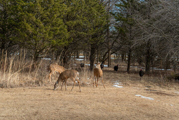 White-tailed Deer And Wild Turkeys Feeding On Corn And Apples Provided For Them In An Urban Field In Wisconsin In March