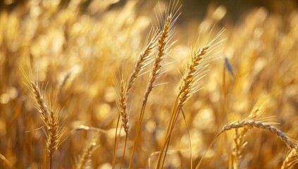 Obraz premium Golden wheat field close-up, bathed in sunlight, showing detailed wheat stalks with water droplets glistening. Warm, golden hues dominate the image