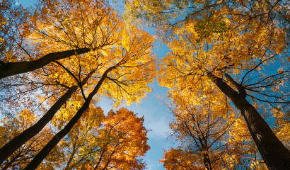 Looking up at tall trees with golden autumn leaves. Royalty high-quality free best stock image of the sun shines through the canopy. Vibrant autumn forest view with colorful leaves and blue sky 