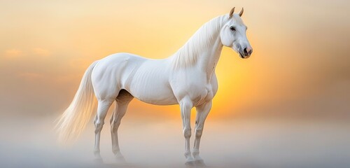 Fototapeta premium Majestic white horse standing still in a misty field at sunrise