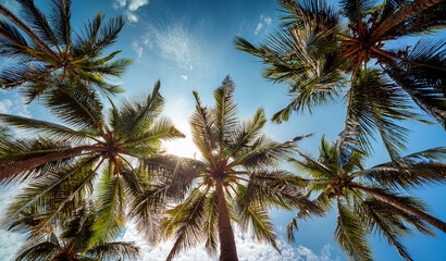 Obraz premium Looking up at blue sky and Coconut palm trees, view from below. Royalty high-quality free best stock of look up at the palm trees and blue sky Background. Tropical summer, upside view, summer scene