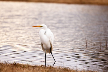 Great White Egret Walking In Pond