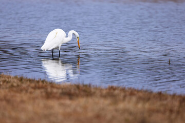 A White Egret Catches A Fish In A Pond