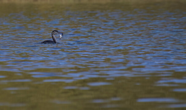great crested grebe with fish,  crested grebe with sish in the beak, golden reflection in the water, green water surface, great crested grebe from the side, beautiful Podiceps cristatus