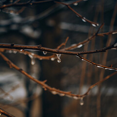 snow on the branches