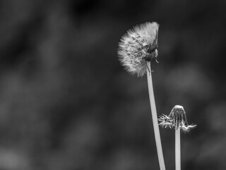 Löwenzahn verblüht