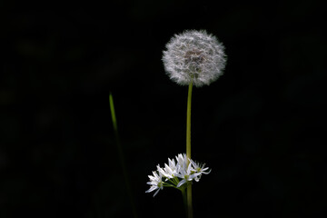 Löwenzahn verblüht