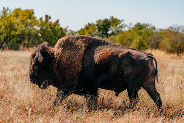 American Bison Buffalo, in field or farm