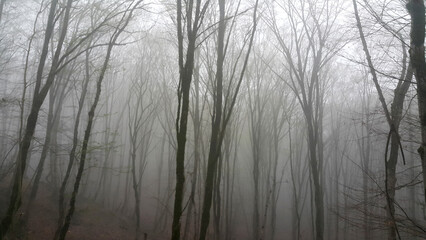 Fototapeta premium Misty Forest