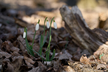 Galanthus nivalis flower in the leaves. Known as common snowdrop. White spring flower in deciduous forest.