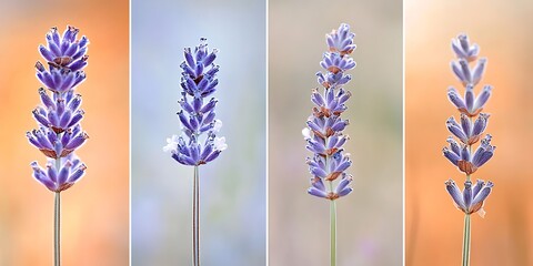 Naklejka premium Lavender flowers, close-up, soft background
