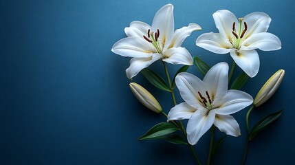 Fototapeta premium Three white lilies on a dark blue background.
