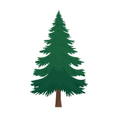 2D flat vector illustration Pine Tree icon isolated on a white background.

