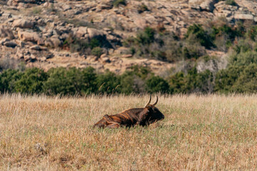  Longhorn cow, lying in a field, looking off into the distance
