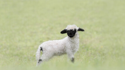 A SIngle Valais Blacknose Lamb