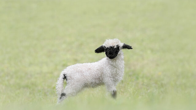 A SIngle Valais Blacknose Lamb
