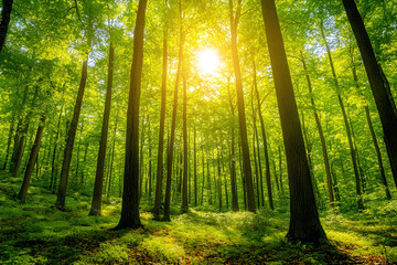 Fototapeta premium Sunlit Serenity in the Forest: A Harmonious Dance of Light and Shadow under Towering Trees