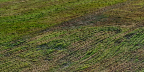 green grass field