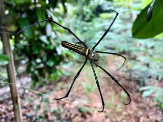 Close-up photo of a spider with long legs in its web, with a slightly blurred green forest background. Suitable for nature documentation, insect studies, and wildlife-themed macro photography.