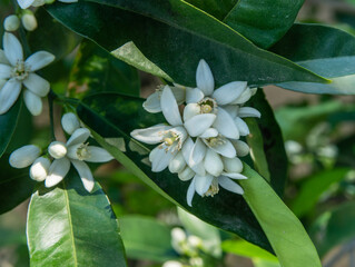 Beautiful orange bloom flowers in a Los Angeles backyard in springtime, Southern California