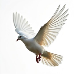 Obraz premium Dove flying isolated on transparent background. White bird wings spread in fly. Peace, freedom, love, hope. Perfect for graphic design cut-out purposes. Animal in wildlife, high resolution.