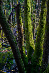 Frühlingswanderung im oberpfälzischen Höllbachtal