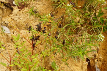 Black, orange red grasshopper Trpidacris collaris, also known as the Soldier Grasshopper. Here they are eating all the leaves of a green plant. Near Manaus, Amazonas, Brazil.