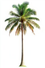 This image depicts a tall coconut palm tree with a slender, textured trunk and a large crown of feathery green fronds.Tropical Coconut palm tree isolated on white background with clipping path.