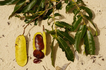 Yellow to green pods of Leguminosae, fabaceae family. An opened pod with the brown, flat seeds of...