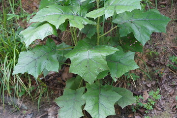 Spiny green leaves of solanum stramoniifolium, a solanaceae plant of South America that has thorns...