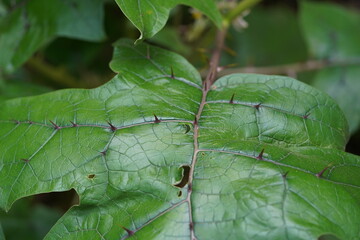 Spiny green leaves of solanum stramoniifolium, a solanaceae plant of South America that has thorns...