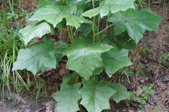Spiny green leaves of solanum stramoniifolium, a solanaceae plant of South America that has thorns on the surface of its leaves as a defense. Near Manaus, Amazonas state, Brazil.