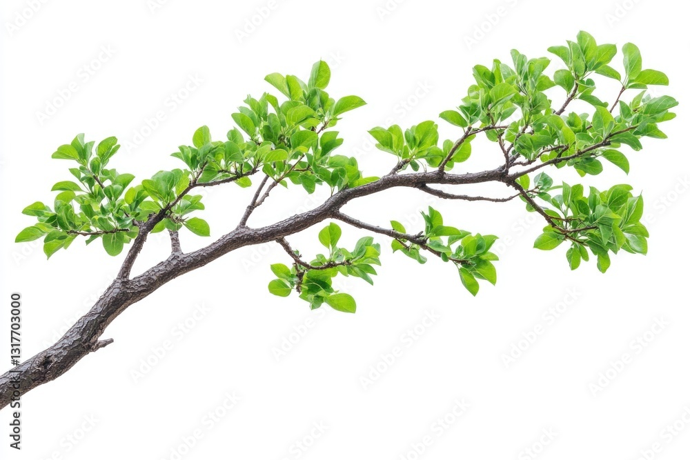 Poster tree branch on isolated white background. clipping path